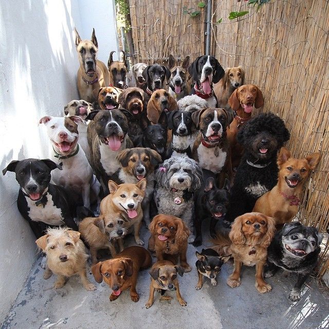 Grupo de perros felices